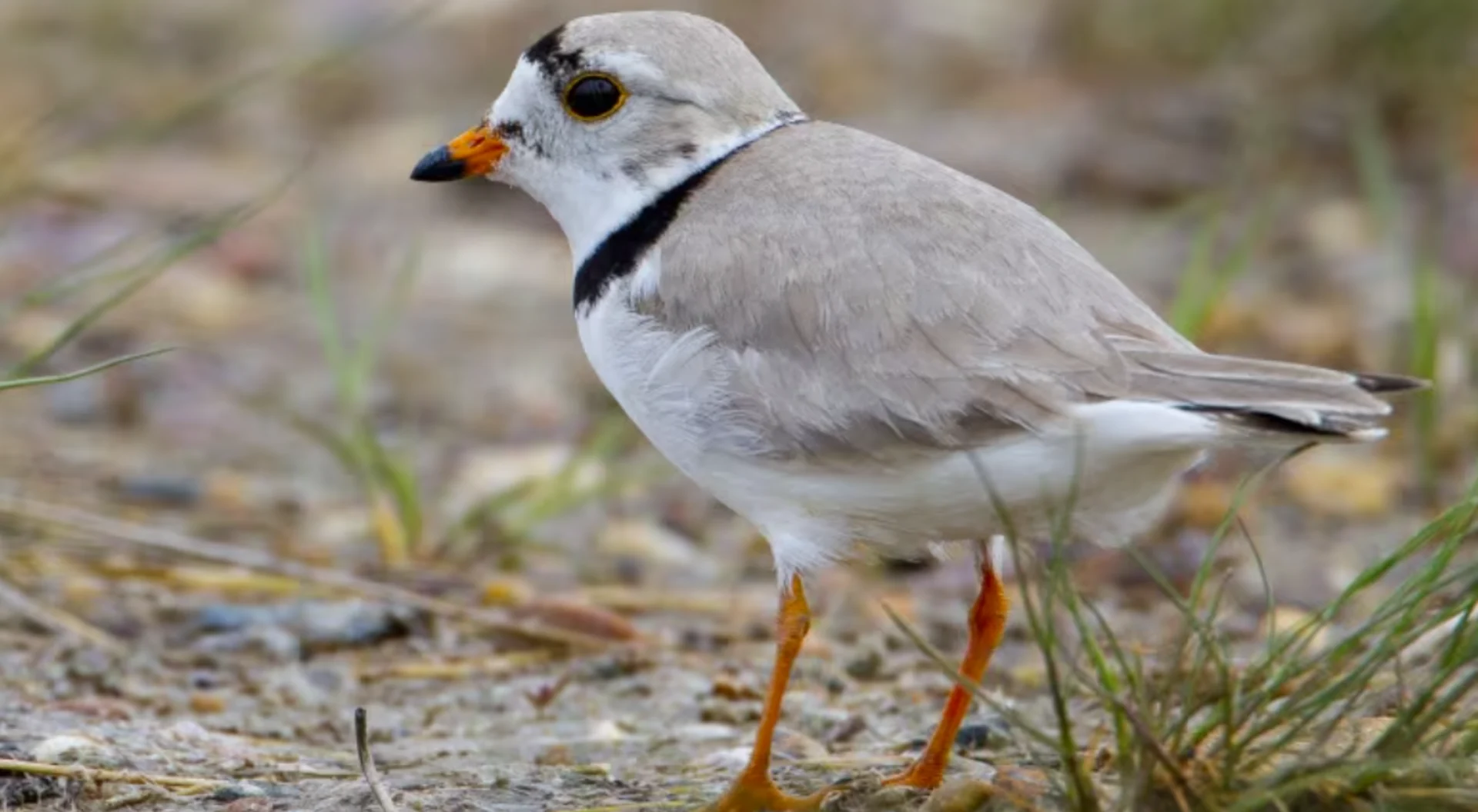 Piping plover population persists despite extreme flood-drought cycles