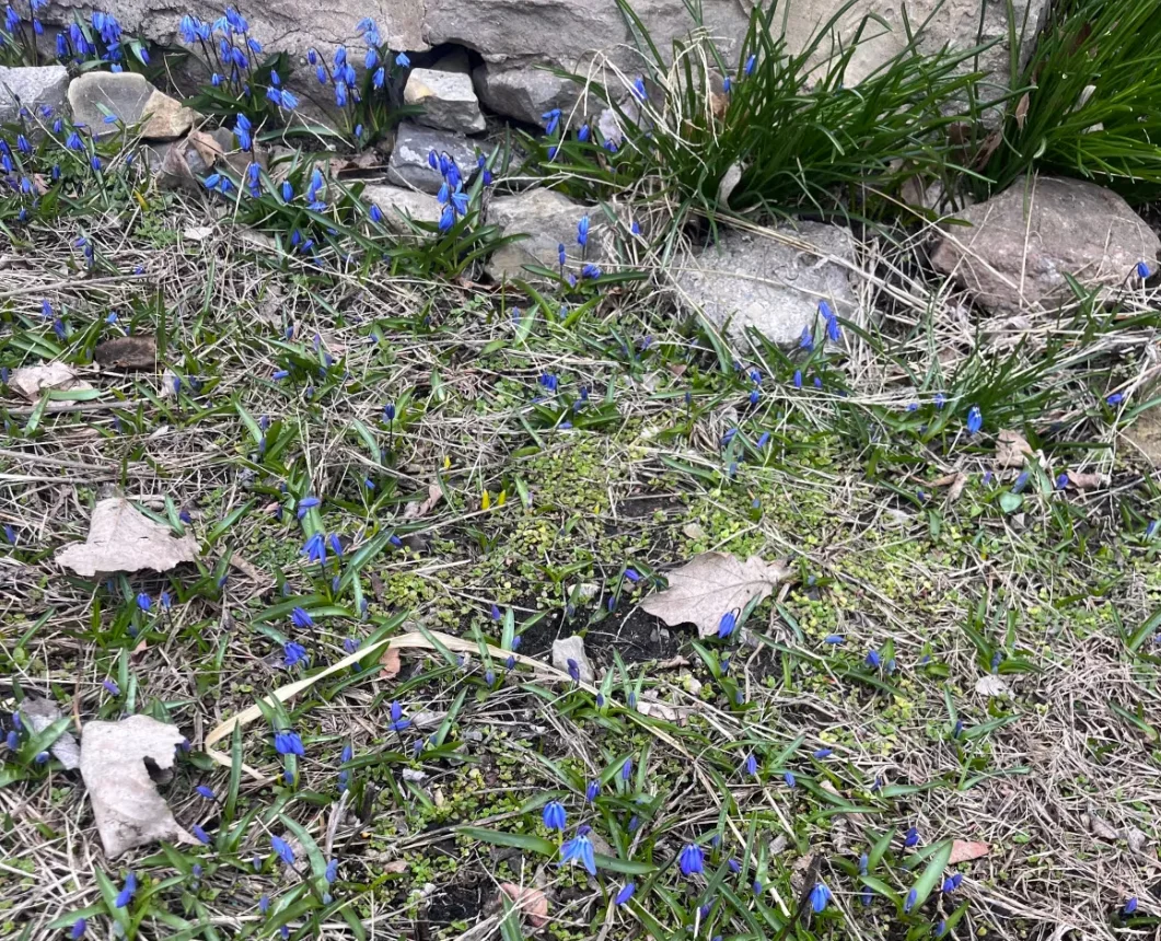 CBC: Bluebells have already coming up in Kirsten Mann's garden in Kemptville, Ont., in this photo taken on March 17, 2024. (Submitted by Kirsten Mann)
