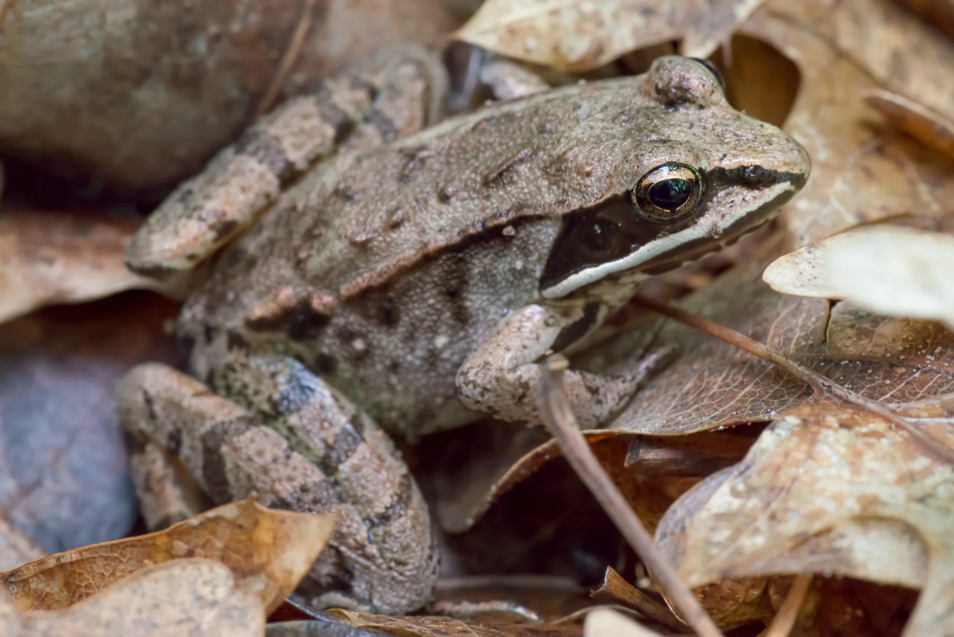 Wood frog/Getty Images-1160883901