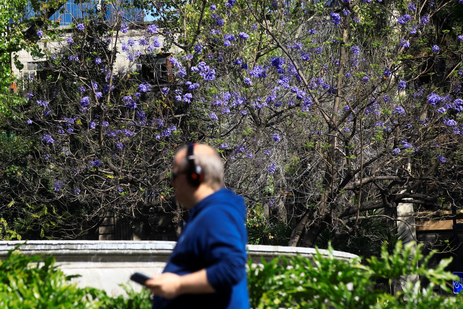 CLIMATE-CHANGE-MEXICO-JACARANDAS/REUTERS/Raquel Cunha