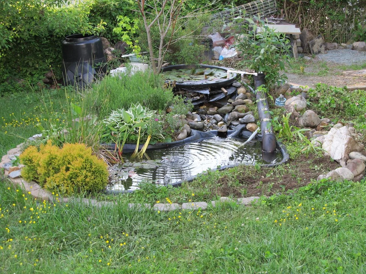The dos and don’ts of creating a bustling pond for wildlife