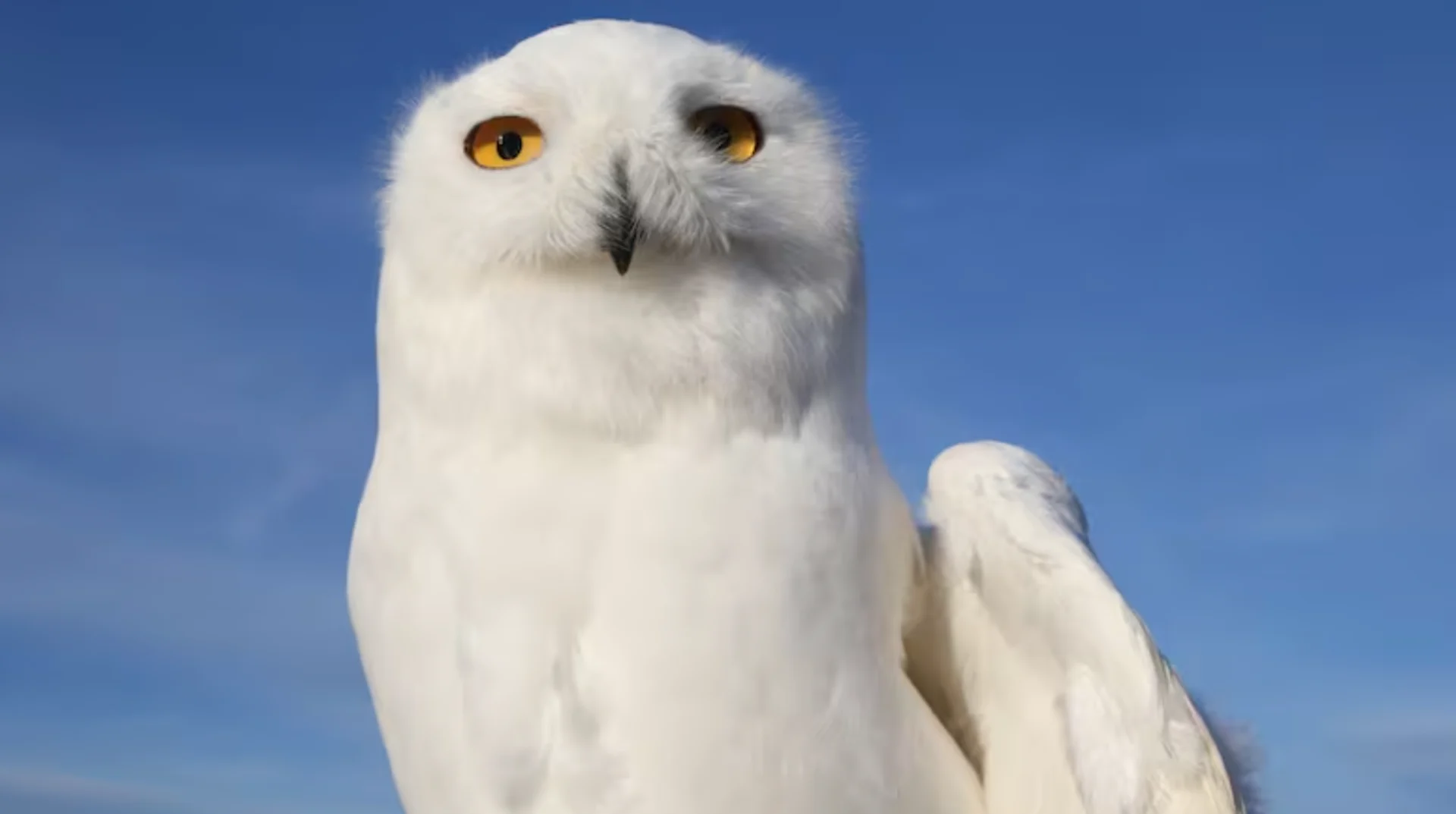 CBC: The Alberta Birds of Prey Foundation in Coaldale, Alta., houses several rescued birds, like this male snowy owl. (Submitted by Colin Weir)