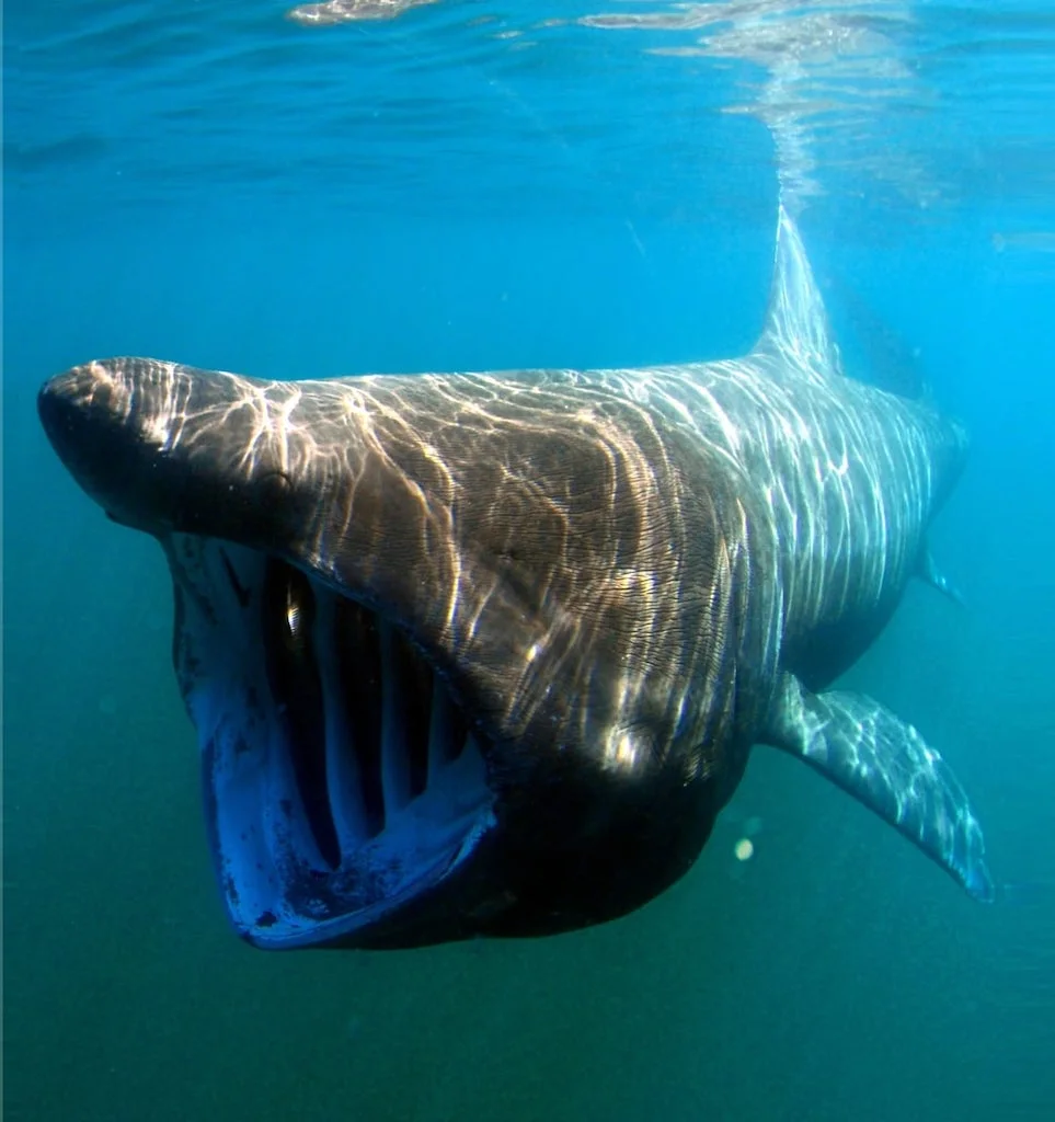 Basking shark/Greg Skomal/NOAA