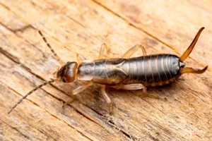 Creepy? Maybe. Crawly? Sure. But here's how earwigs can help you out