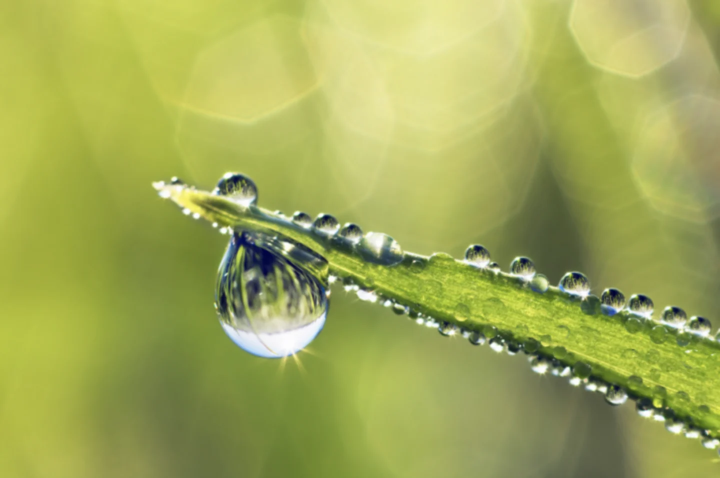 Getty Images: Raindrop on leaf, grass