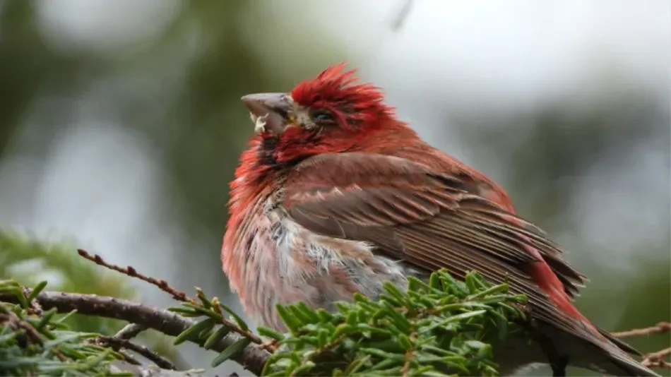Fatal wild bird disease suspected to be back in Nova Scotia