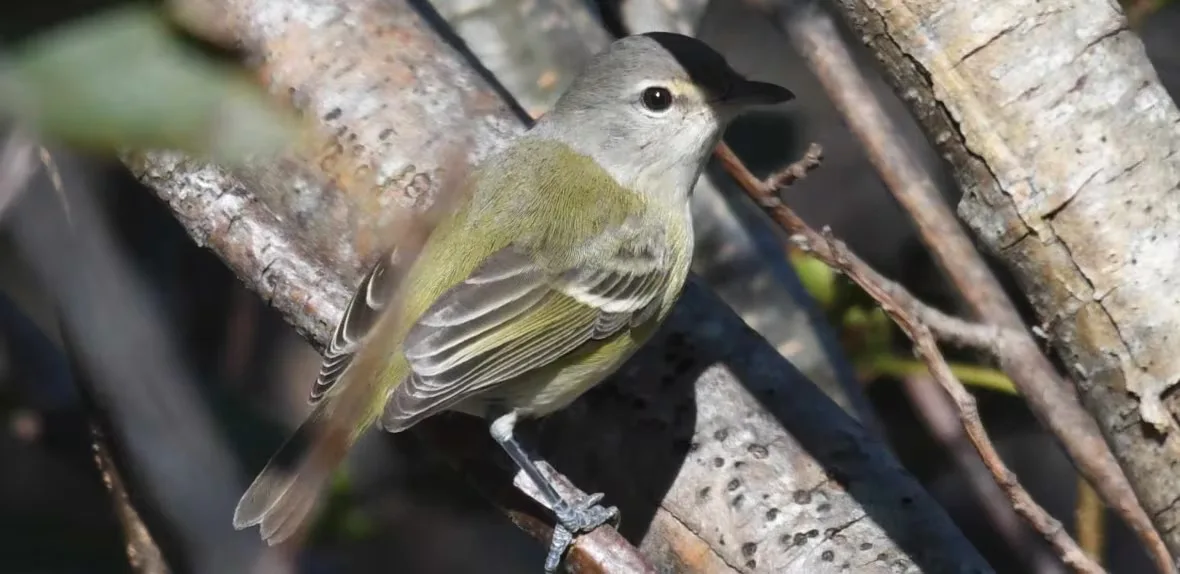 CBC - This bell's vireo was photographed by Mark Morse on Grand Manan in October 2023. (Mark Morse/Submitted by Paul Mansz)