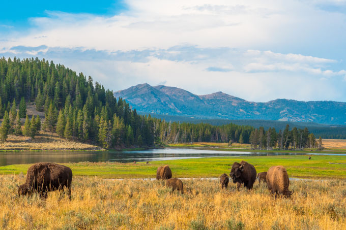 yellowstone national park Credit: Manel Vinuesa. iStock / Getty Images Plus
