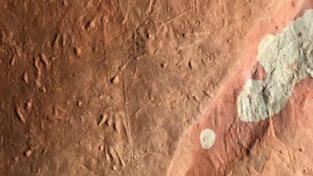 PARKS CANADA: Parks Canada confirms the rock holding fossilized tracks was found in the P.E.I. National Park, and asks anyone who discovers anything similar to leave it in place and contact park staff. (Patrick Brunet/submitted via CBC News)