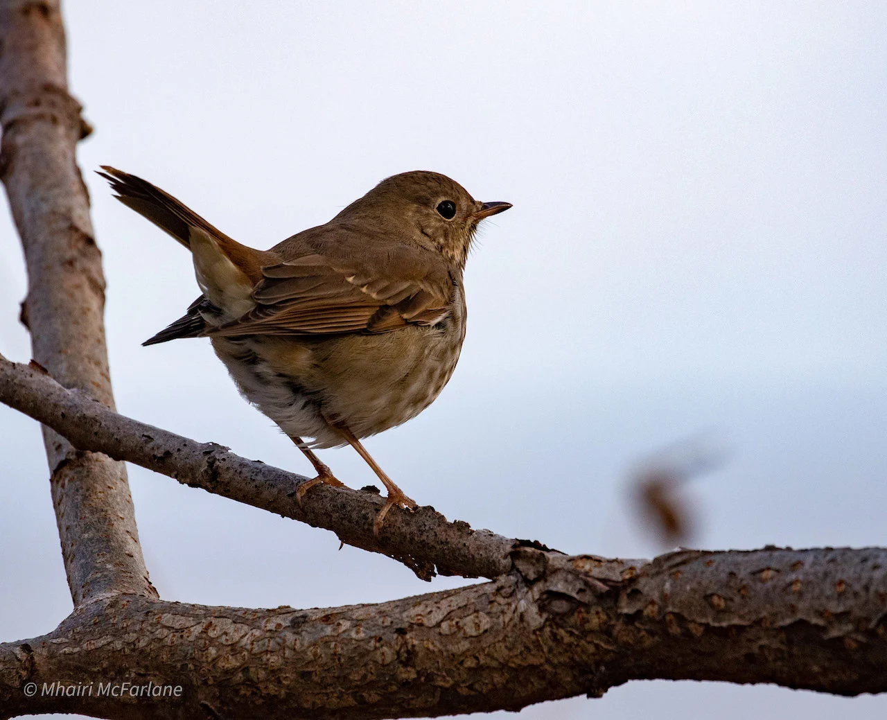 Hermit thrush/Mhairi McFarlane