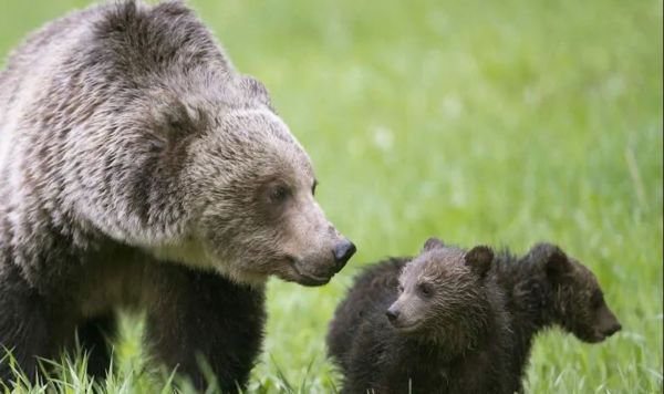 New GrizzTracker App Helps Determine Bear Population in Alberta: 973 Bears Remain in Bear Management Area 1