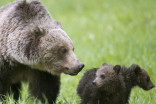B.C. man survives attack by mother grizzly protecting cubs