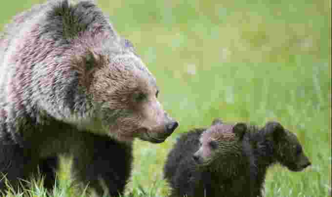 Grizzly and cubs Jason Leo Bantle CBC
