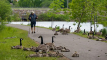 Learning to live with the Canada goose, a veritable 'poop machine'