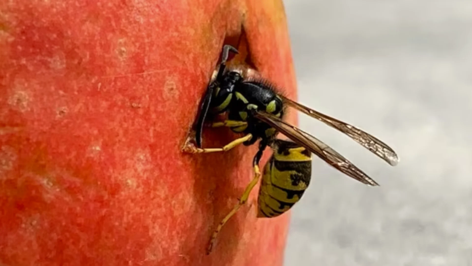 Pest control companies say calls to remove wasp nests surging in B.C.