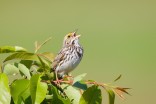 New study suggests birds increase life satisfaction