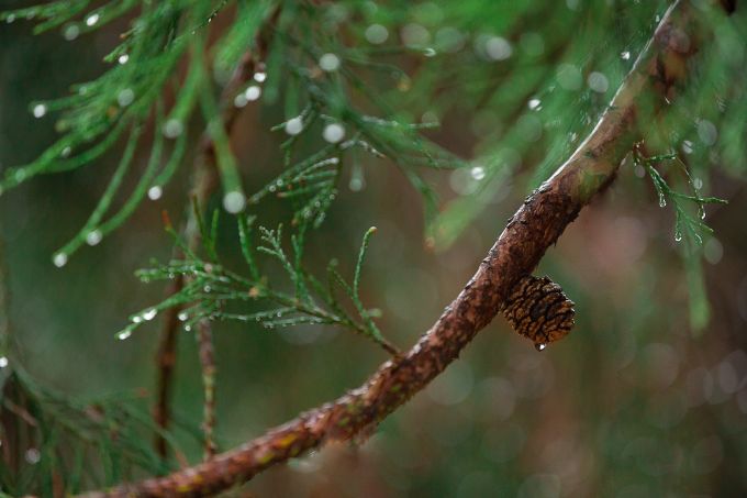 Wet pine branch pexels