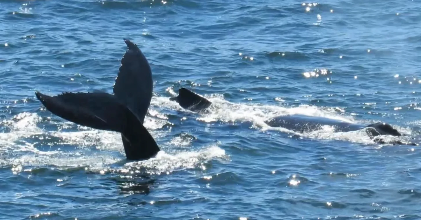 CBC: St. Vincent's beach draws many tourists, hoping to spot a humpback whale up-close. (Submitted by Ron O'Toole)