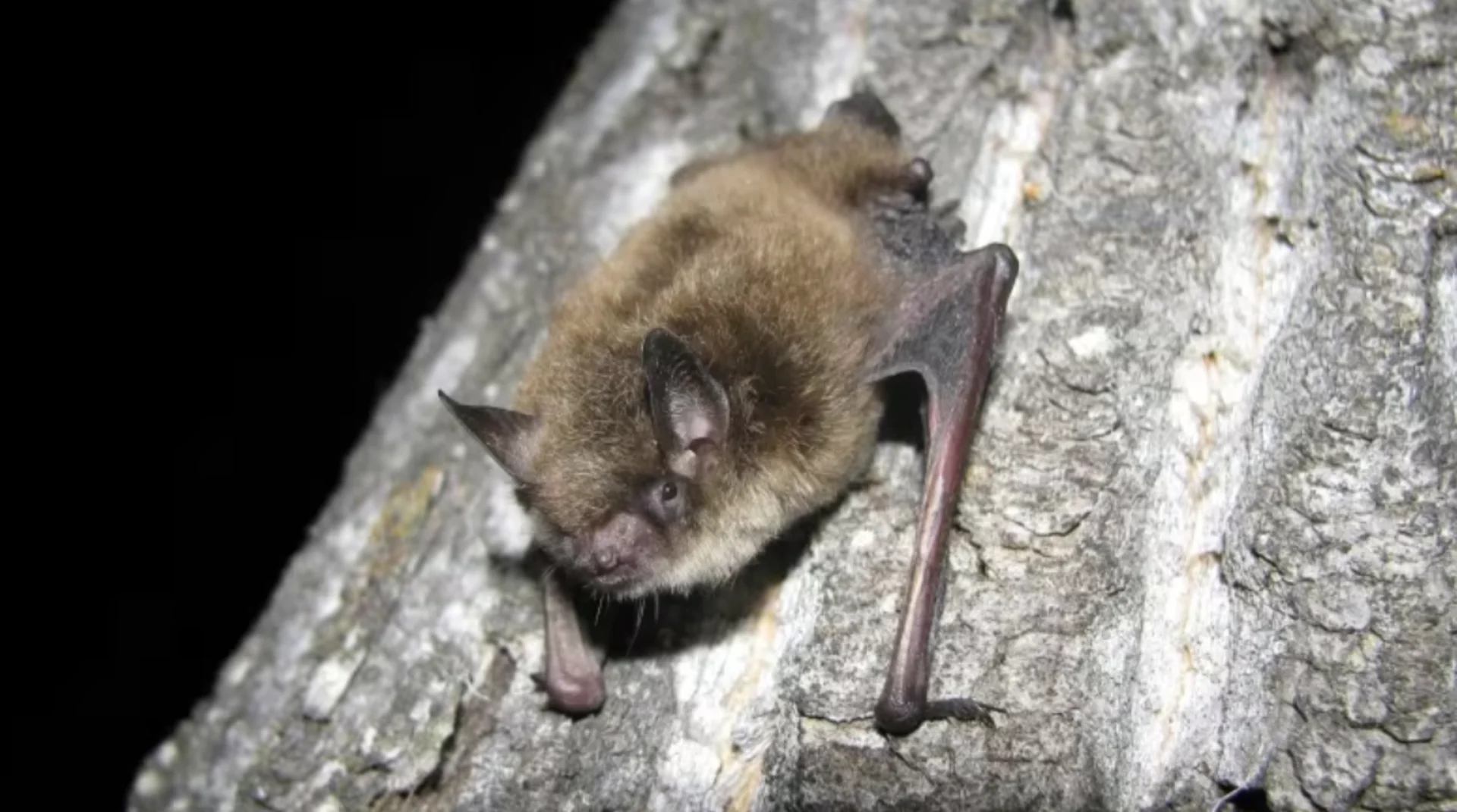 Researchers raise concerns about health of P.E.I. bat populations