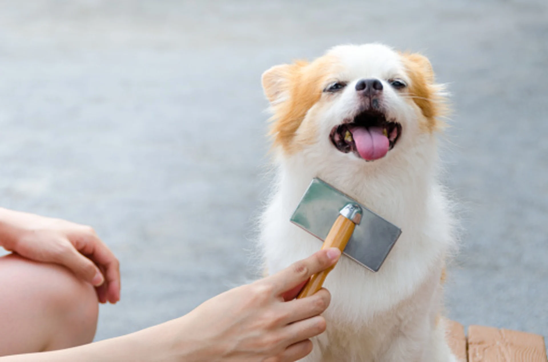 Dogs sweat in the summer, too, but will a haircut cool them off?