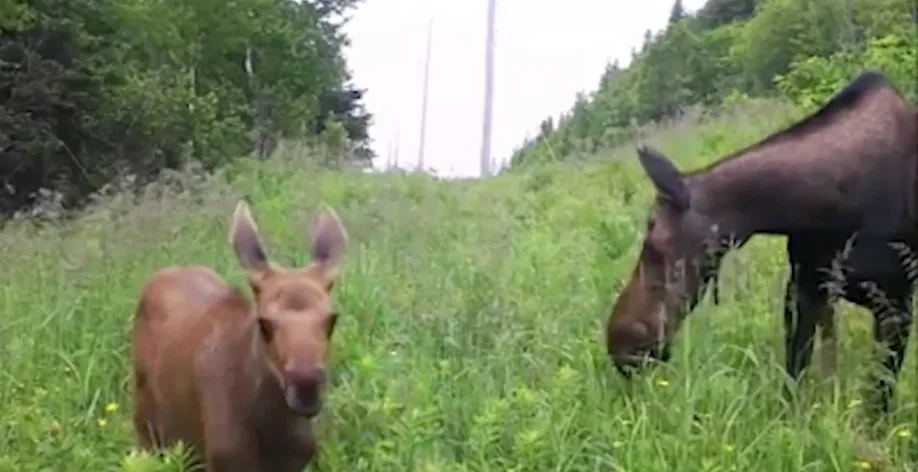 Watch a baby moose grow over the summer