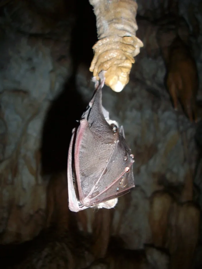 bat-324844