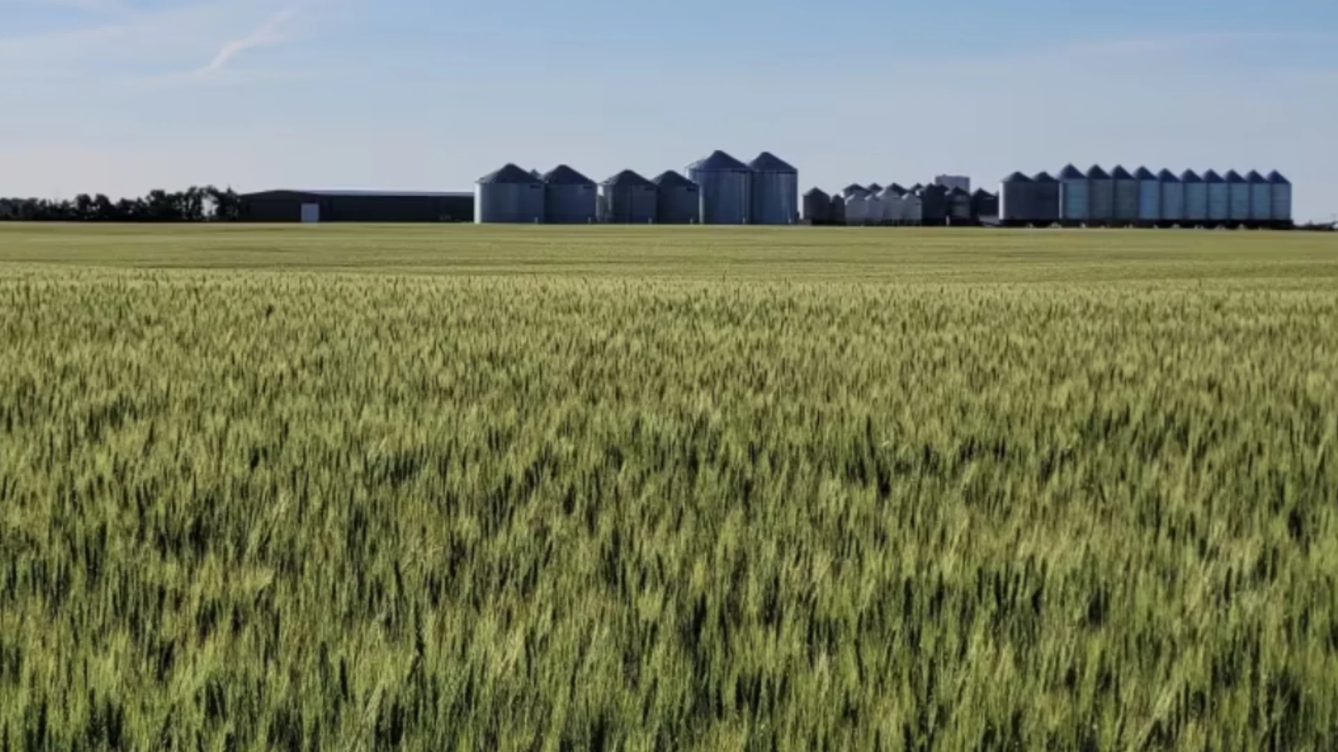Warm and dry weather has Saskatchewan farmers concerned about future yields