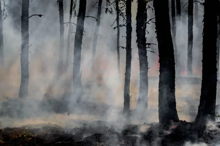 Feux de forêt en Amazonie : causes et conséquences