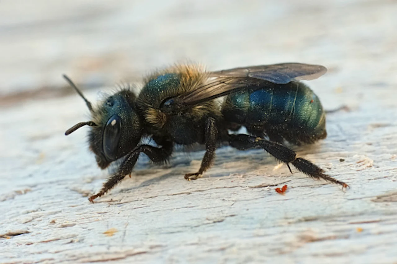 Mason bee/Getty Images/Henk Wallays/2197184343-170667a