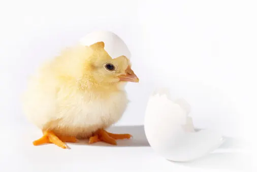 Why chickens might be the biggest legacy we leave on Earth