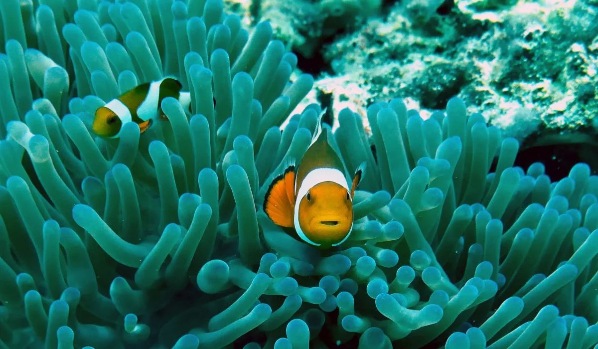 La lumière artificielle menace l'éclosion des poissons-clowns