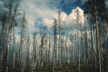 Détecter les forêts mourantes grâce aux satellites