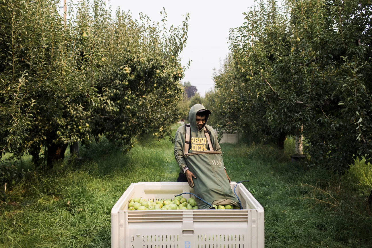 Orchard-worker-heat-wave-GettyImages-1234661367