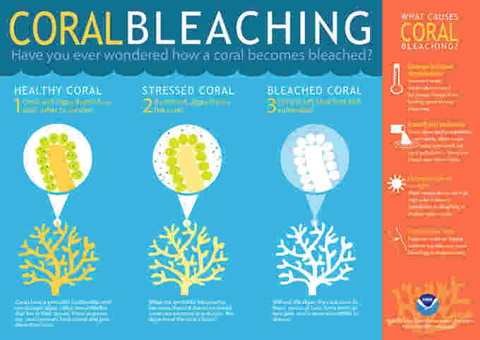 coralbleaching