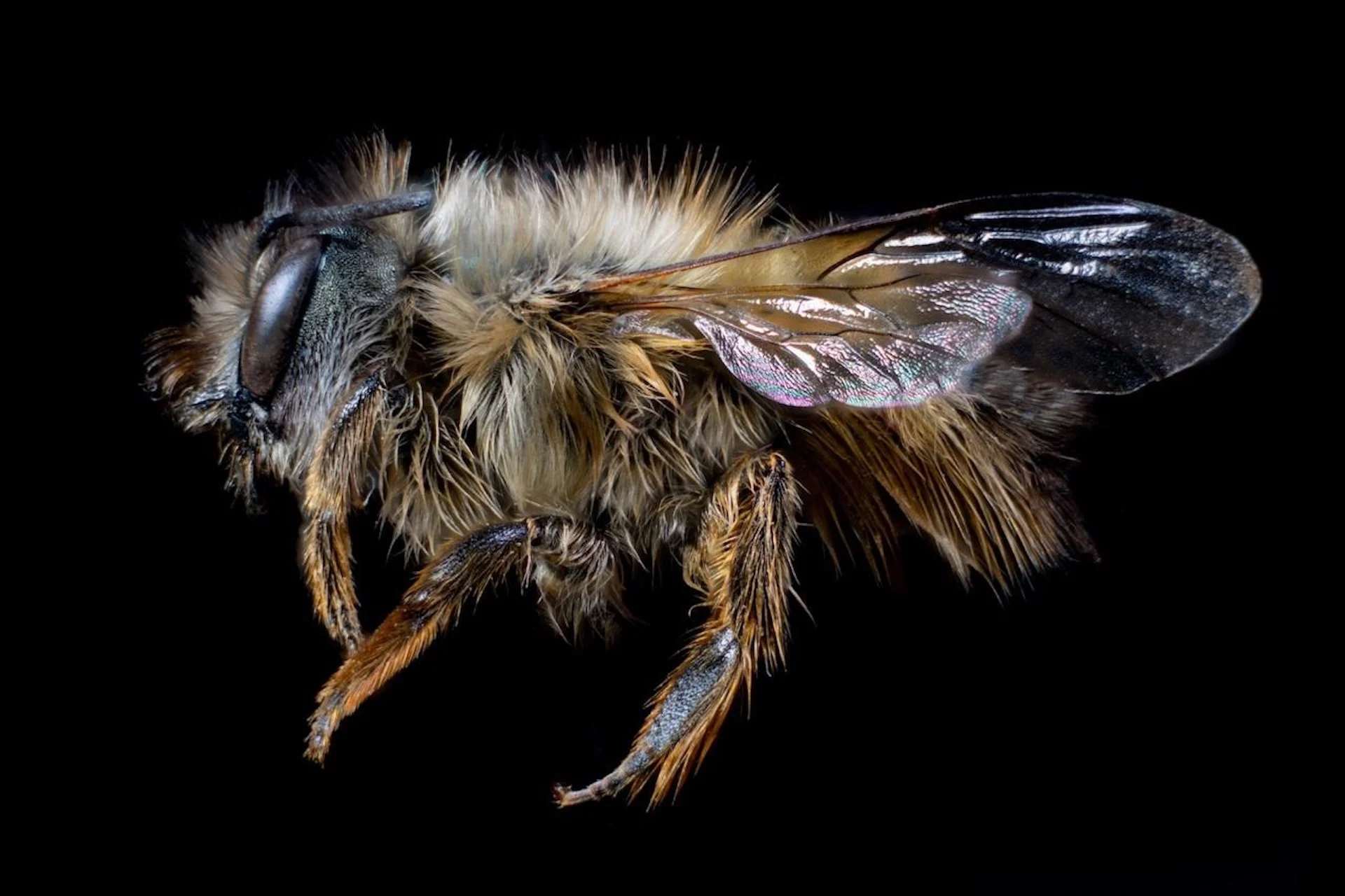 Native bee in Canada under attack from newfound invasive species
