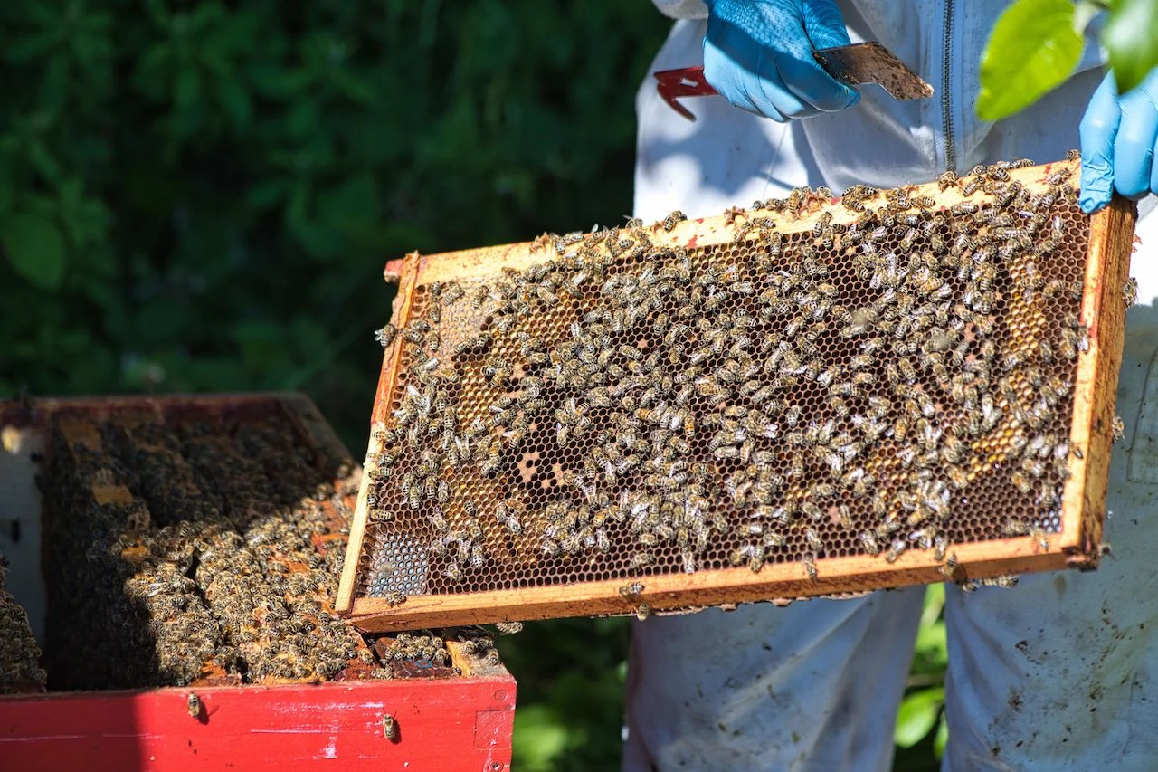 Alison McAfee holds a hive frame/Submitted