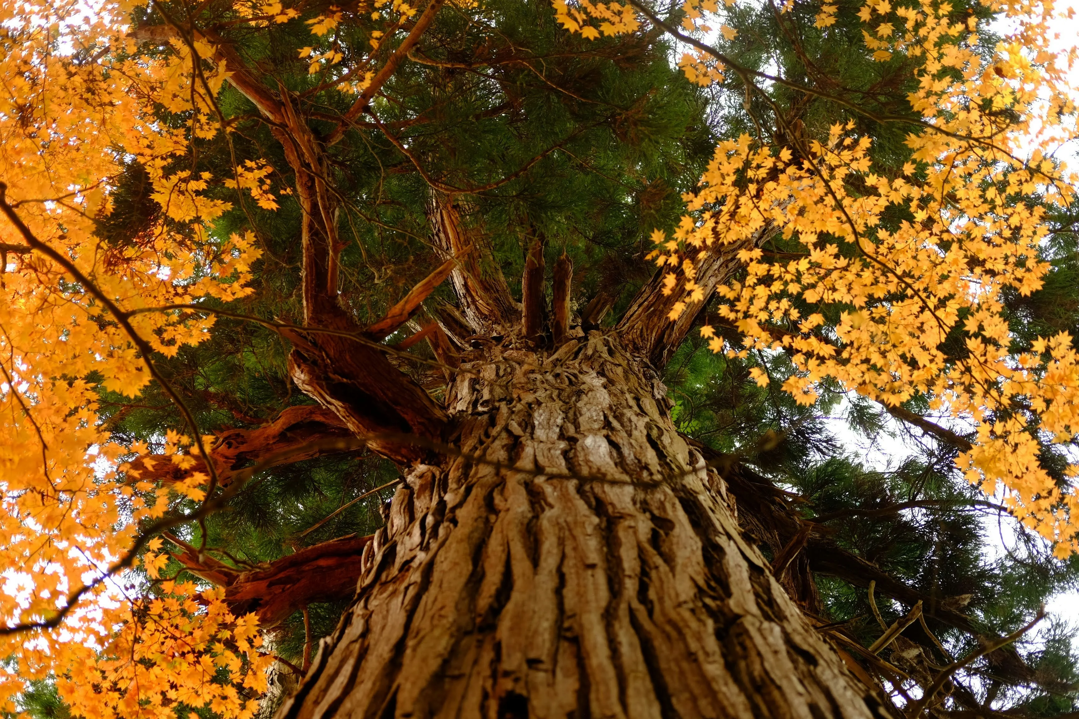 feuilles automne arbre