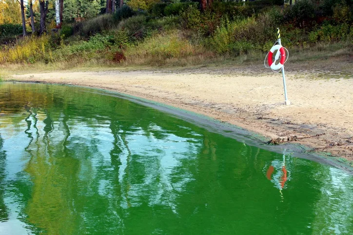 3 dogs dead after playing in pond overrun with blue-green algae