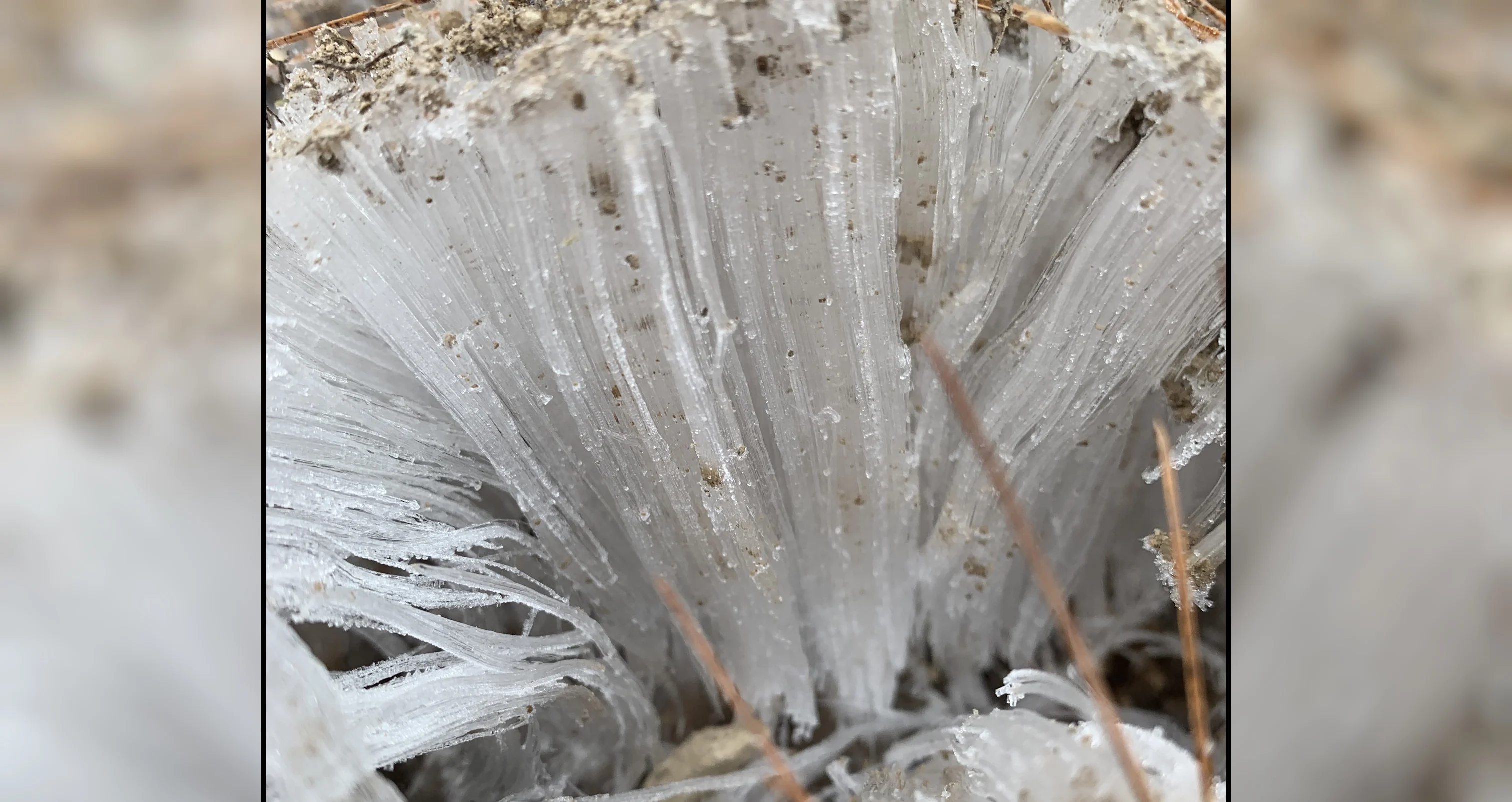 (UGC/Meaghan Gouchie) Needle ice in Killarney, Ontario November 2020