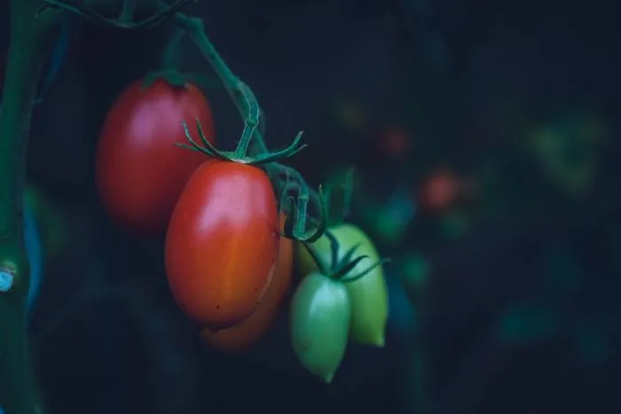 Cette ville canadienne fait pousser des légumes pour aider ses citoyens