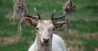 Rare white deer native to Europe pops up in rural south Ottawa
