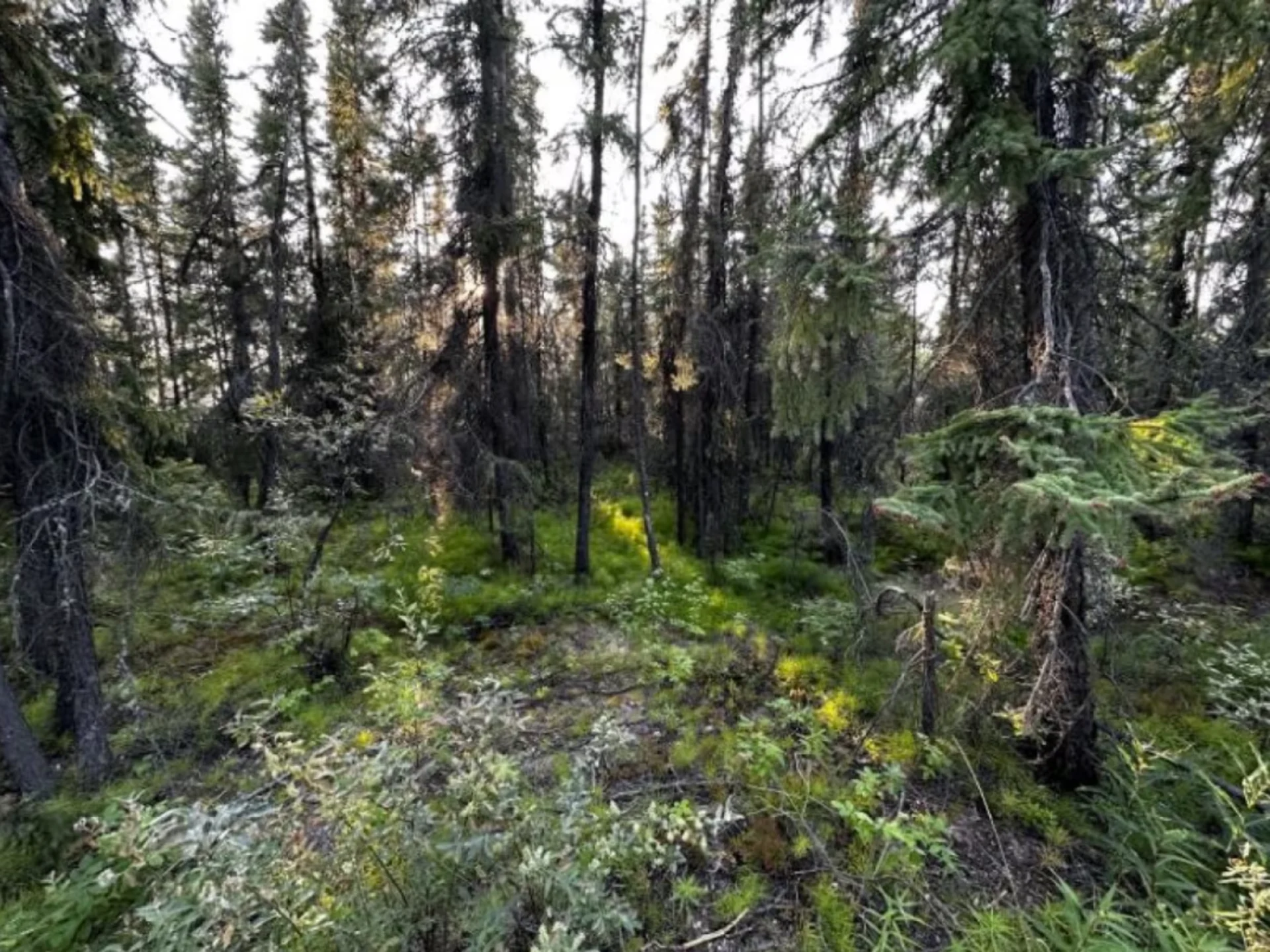 Severe wildfires will have long-lasting impact on N.W.T.'s boreal forest