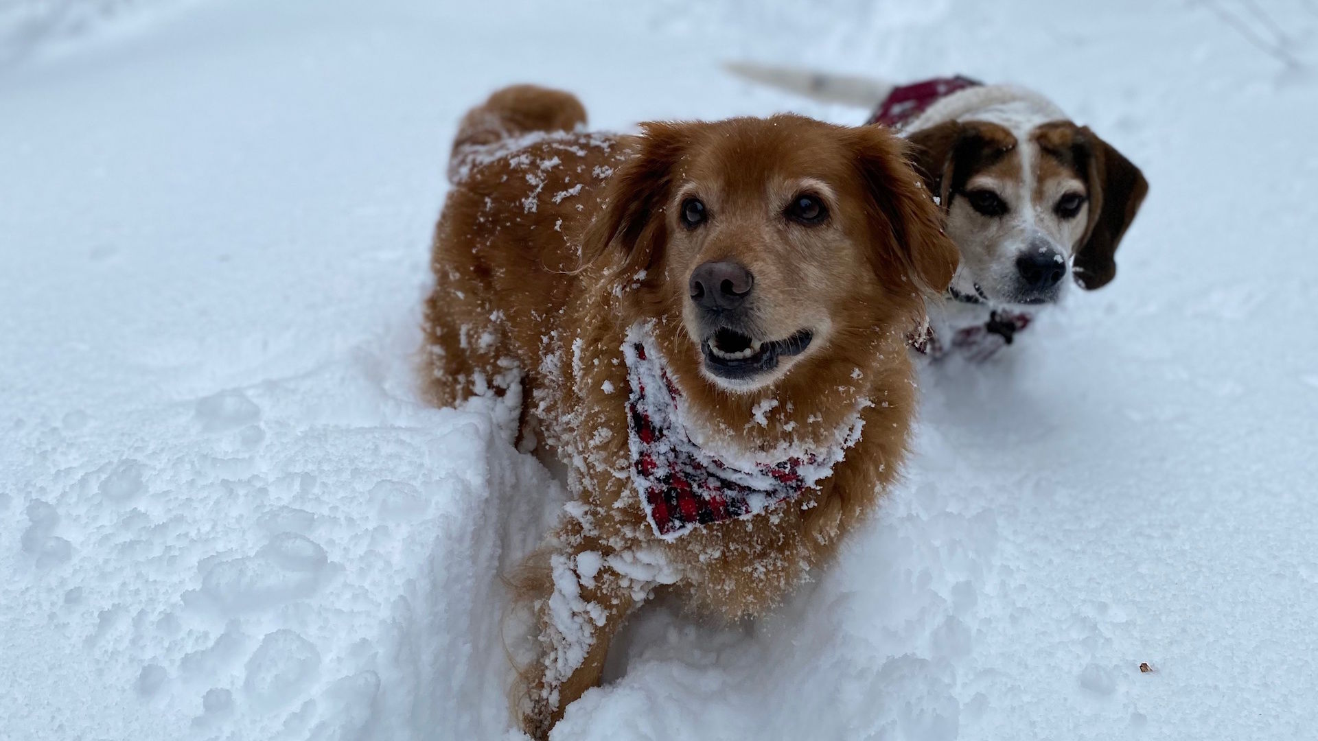 East Coast braces for significant storm with up to 30 cm of snow - The Weather Network