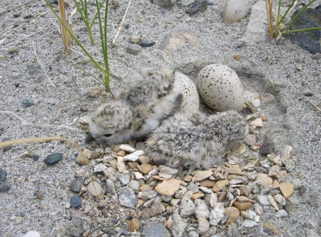 CBC: Piping plover chicks hatching. (Alberta Conservation Association)