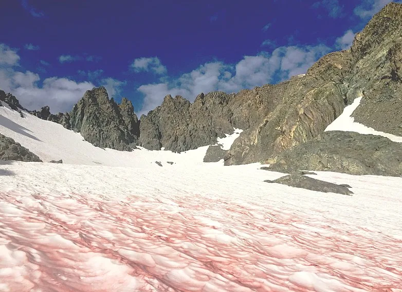 Watermelon snow appears in national park, experts say DON'T eat it