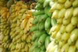 La banane est en déclin, et cela pourrait avoir de graves conséquences