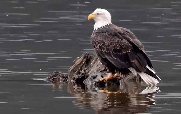 World's largest eagle migration happens in Canada, and it's stunning