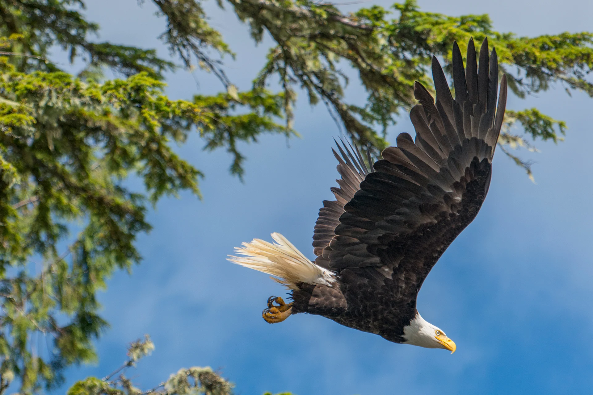 102 species are facing extinction in B.C., here's how they can be saved