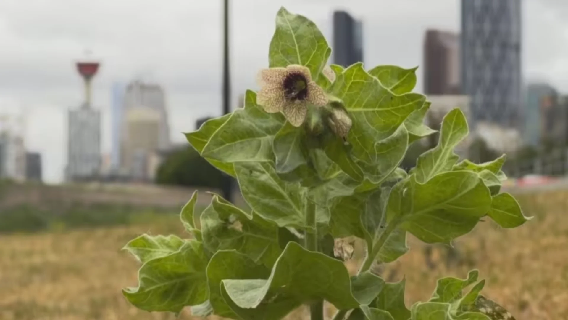 Beware the Black Henbane, a toxic plant that's appearing in Calgary
