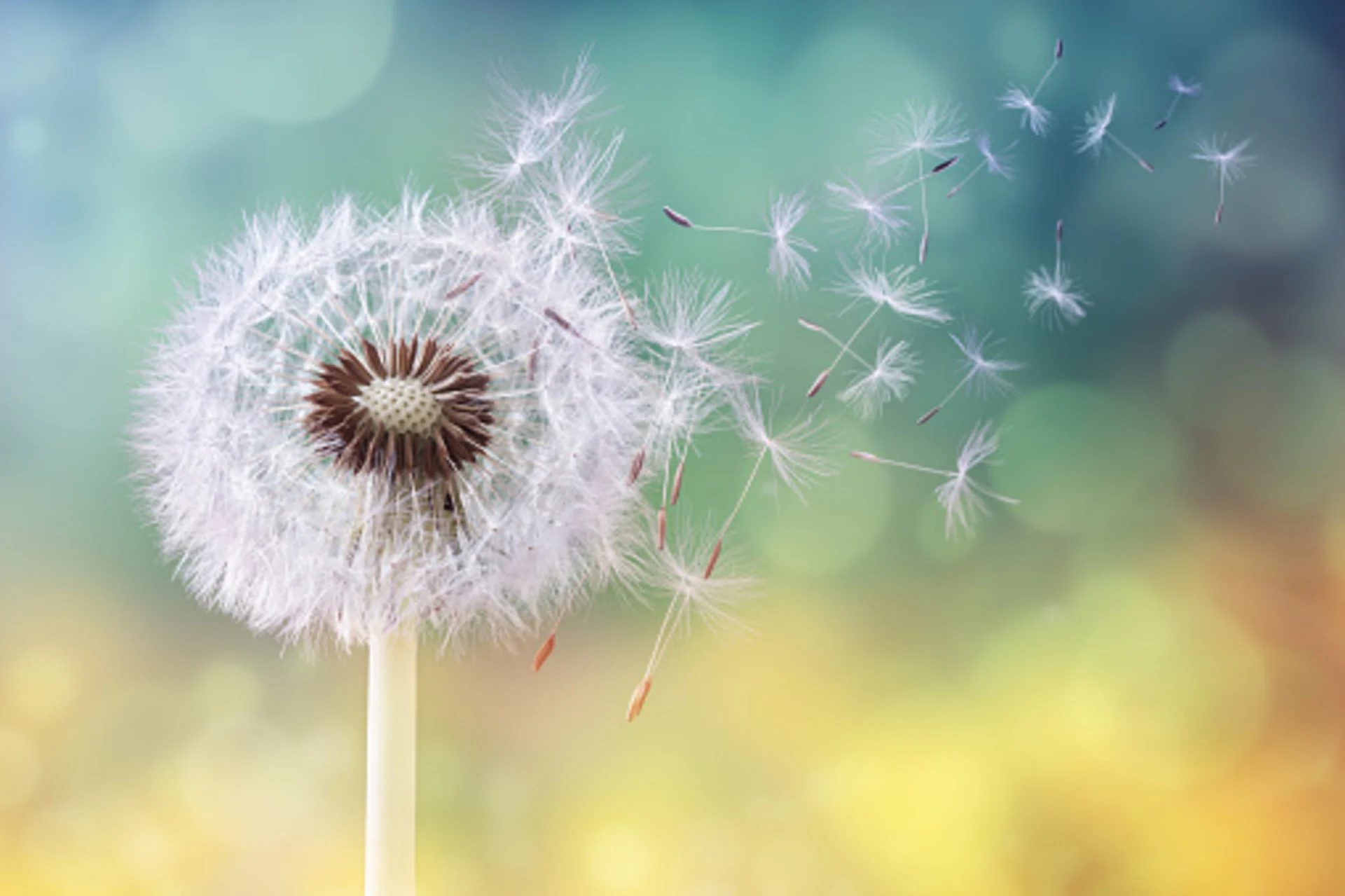 ALLERGIES SAISON 2